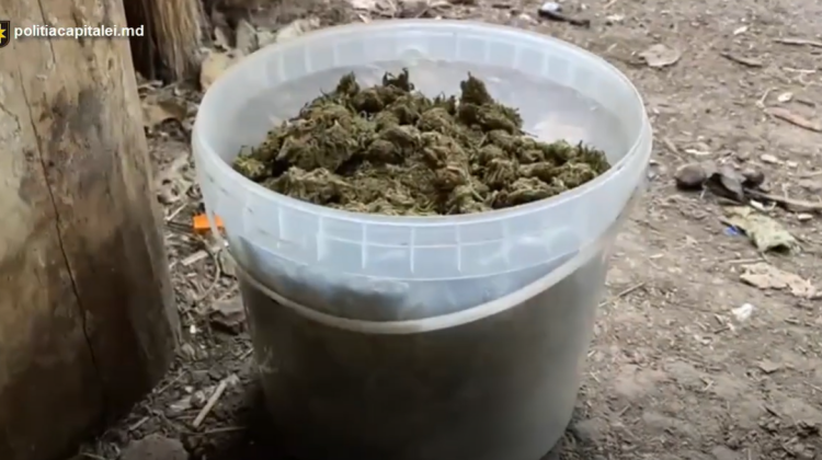 Marijuana crescută într-o gospodărie din Soroca – ridicată de polițiști. Valoarea totală a drogurilor