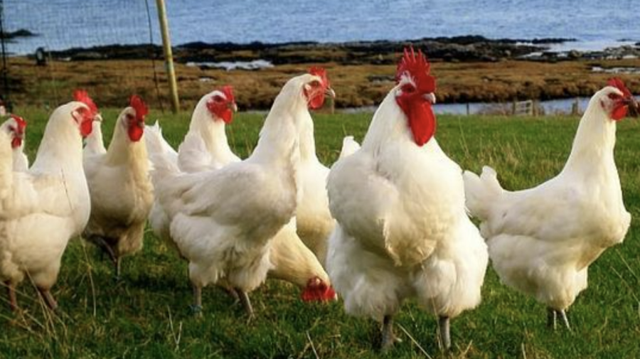 IMPORTANT! Antibioticele pentru animalele agricole vor putea fi cumpărate doar în baza unei prescripții veterinare