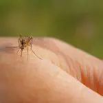 Malaria, risc pentru călători. Recomandările ANSP pentru prevenirea infecției