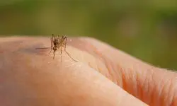Malaria, risc pentru călători. Recomandările ANSP pentru prevenirea infecției