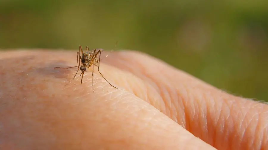 Vaccinul care ar putea schimba lumea! La Oxford a fost creat un ser contra malariei
