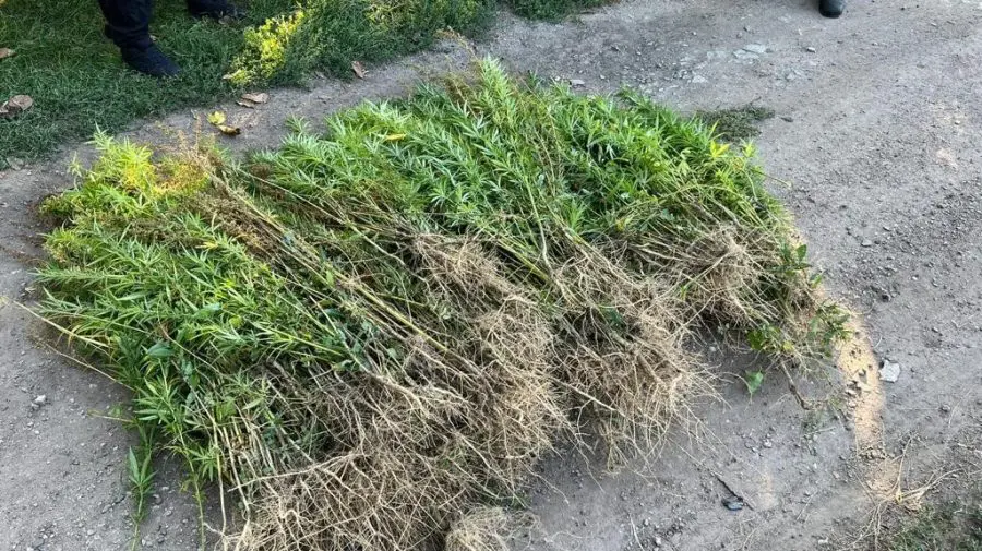 Percheziții și rețineri la Bălți, pentru circulația ilegală a drogurilor! Cine sunt persoanele vizate