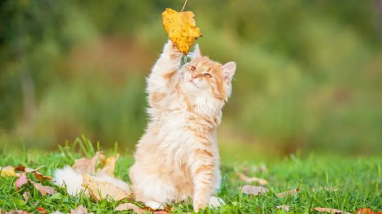 Vreme bună și maxime de până la 20°C! DATE METEO 5 octombrie