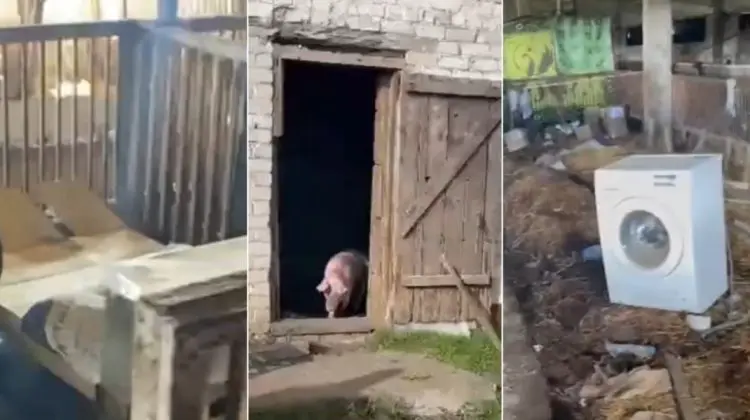 VIDEO Hotel de 5 stele! Mai multi soldați ruși din Herson au fost cazați într-o cocină de porci