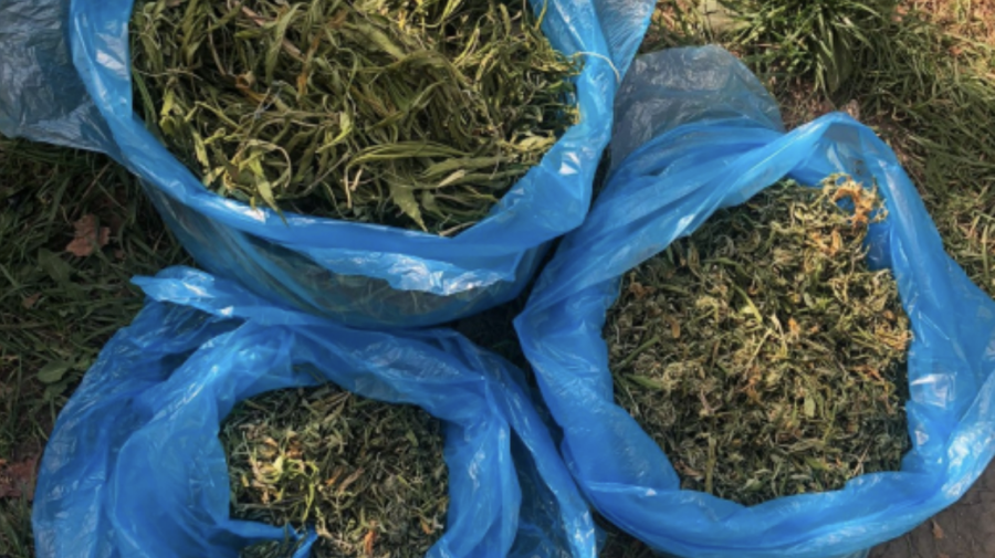 Gata cu „businessul”! De la cine a ridicat poliția din Orhei marijuană în valoare de 600 mii de lei