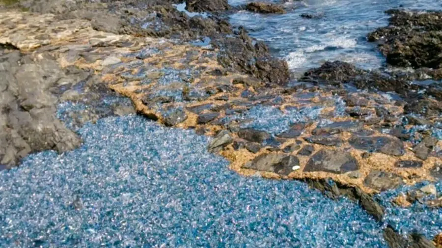 FOTO O plajă populară a devenit albastră după ce s-a umplut de o specie spectaculoasă de meduze