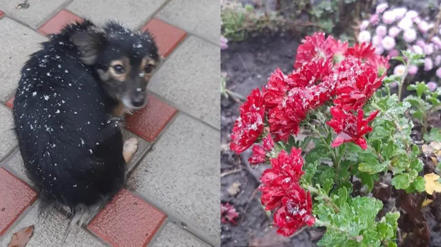 Vine povestea! FOTO, VIDEO cu primii fulgi de nea la nordul Moldovei