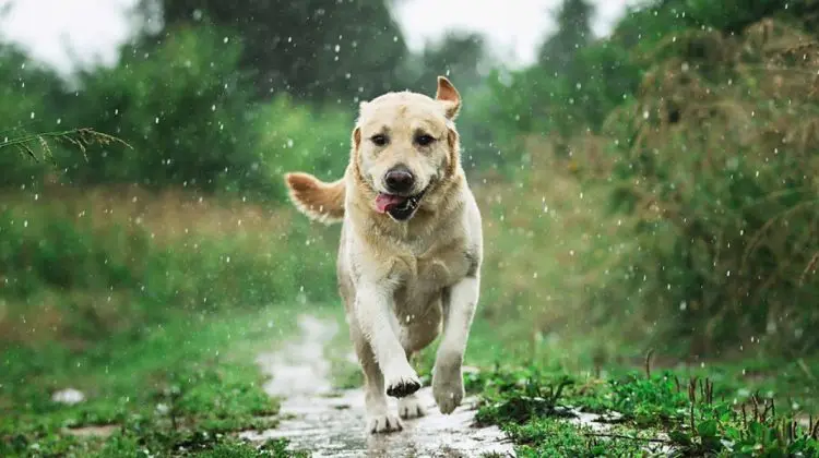 METEO: Soarele ne zice adio! Sinopticienii promit ploi în toată țara
