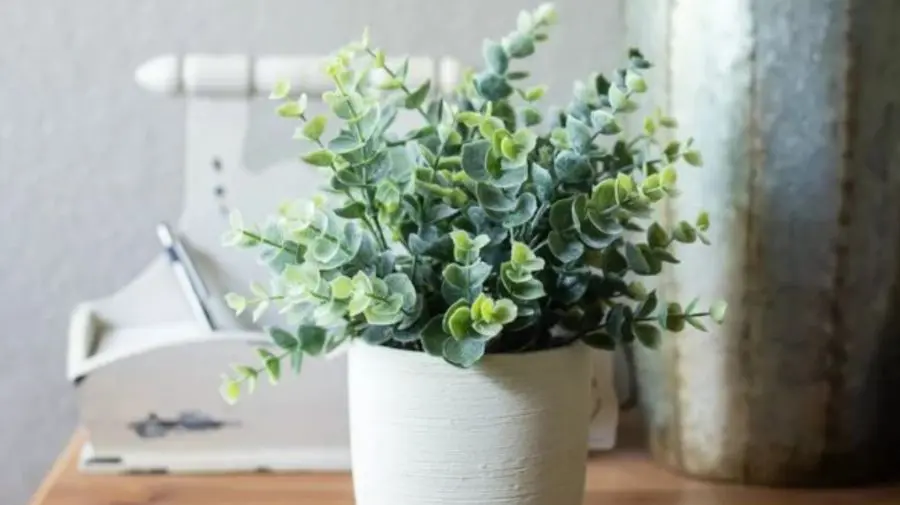 Top cinci plante de cameră care te vor ajuta să scapi de răceală și gripa sezonieră