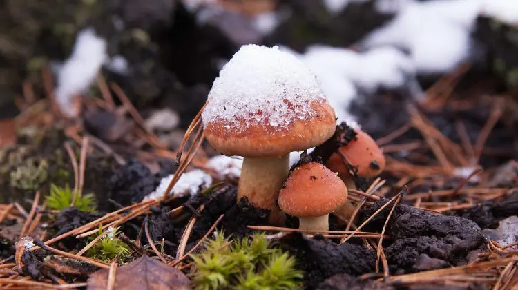 METEO Noptea ger, iar ziua – ploi slabe și câțiva fulgi de nea. Temperaturile prognozate pentru această săptămână