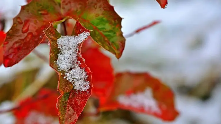 Ger, ninsoare, lapoviță sau ploaie slabă? Previziuni METEO pentru această săptămână