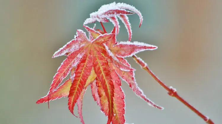 METEO Gerul va cuprinde Moldova noaptea. Unde se vor înregistra temperaturi sub 0 grade