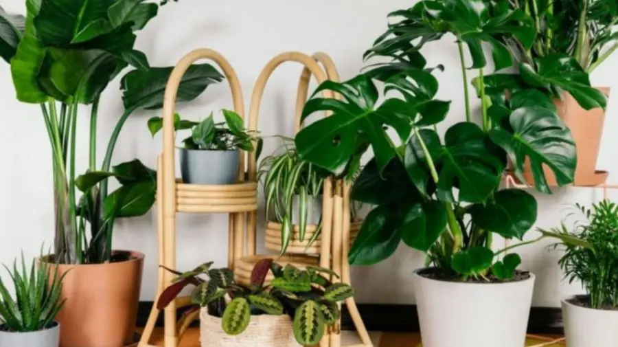 Dacă rămânem fără încălzire, cumpărăm flori în ghivechi. Plantele care emană căldură