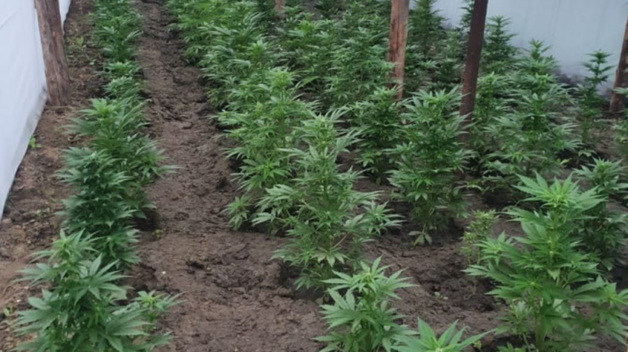 FOTO Cânepă – plantată într-o seră din Hîncești! Ce spun procurorii despre condițiile în care era crescută