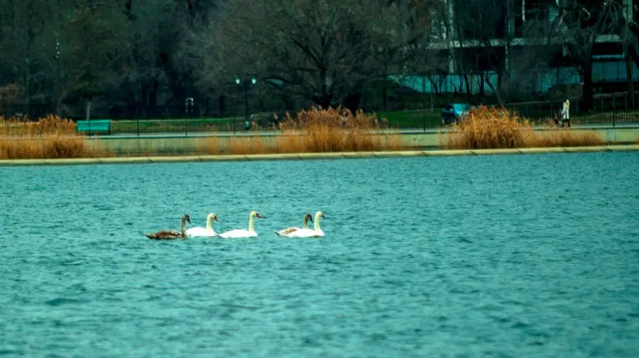 La un pas de moarte! Un băiețel a fost salvat de la înec de salvamarii din parcul Valea Morilor