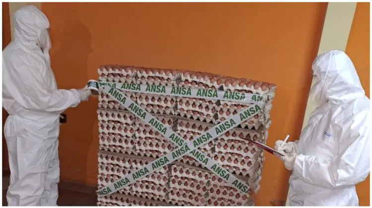 FOTO Alertă! Salmonela într-un lot de ouă de găină produse la o fermă din orașul Vulcănești. Anunțul ANSA
