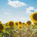 Prognoza meteo pentru 11 august: Vreme caldă și fără ploi, iar temperaturile vor ajunge până la +35°C