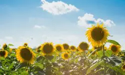 Prognoza meteo pentru 11 august: Vreme caldă și fără ploi, iar temperaturile vor ajunge până la +35°C
