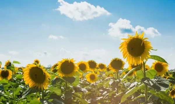 Prognoza meteo pentru 11 august: Vreme caldă și fără ploi, iar temperaturile vor ajunge până la +35°C