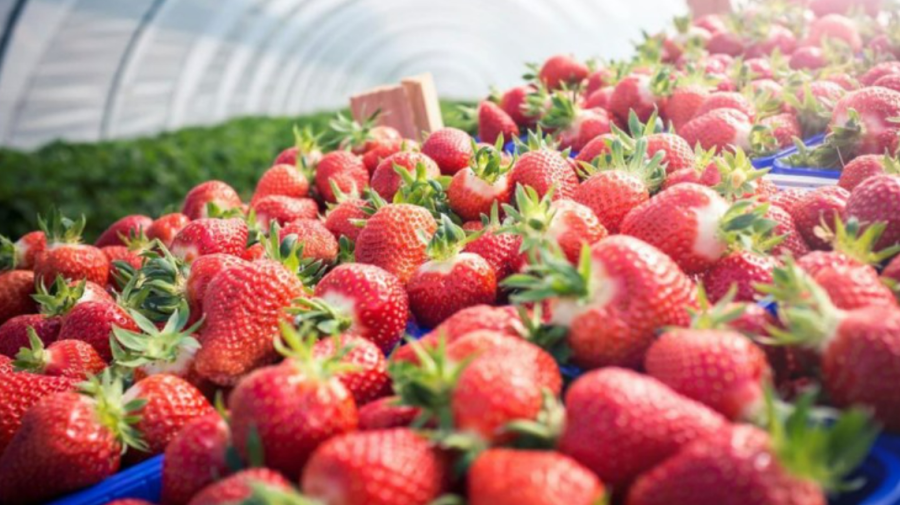 Afacere din Căușeni, lovită de înghețuri. Agricultor: O pierdere totală de 40%