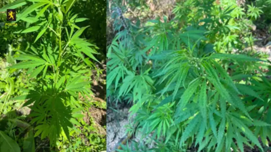 VIDEO Plante asemănătoare cu cânepa, descoperite într-o gospodărie. Ce a urmat