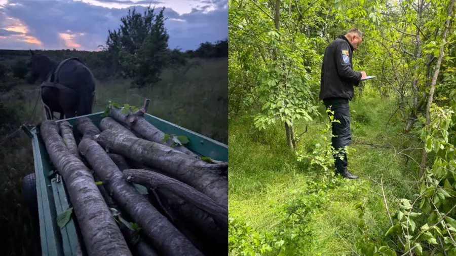 Peste 40 de copaci au fost tăiați ilegal în comuna Izvoare. Făptașii, identificați și amendați