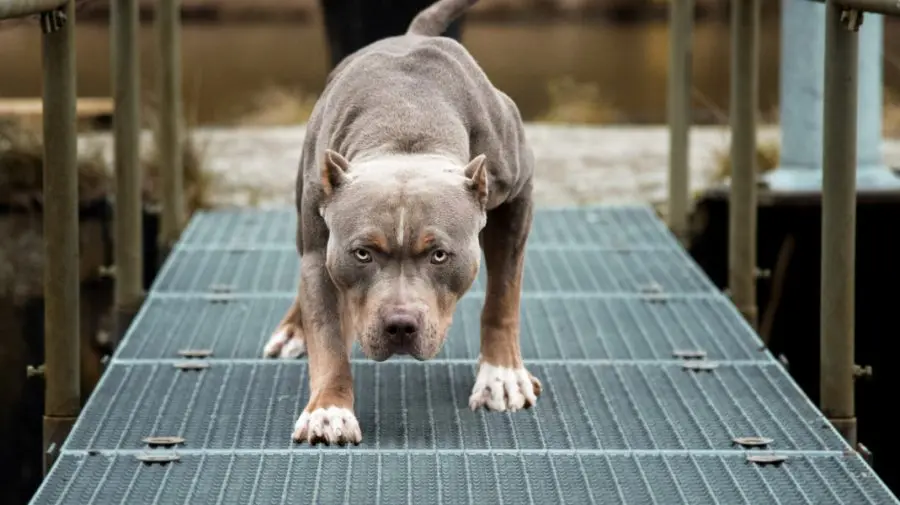 Caz tragic la Chircăiești. Un copil de 5 ani a fost internat în spital, după ce l-a mușcat un pitbull