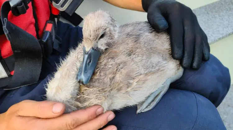 Un pui de lebădă a fost salvat dintr-o plasă de pescuit de către salvatorii IGSU
