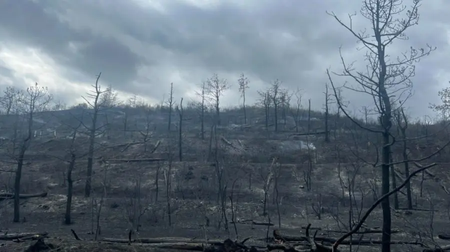 FOTO Incendiu devastator la Căușeni. Circa 10 ha de vegetație uscată și 3 ha de pădure, făcute scrum
