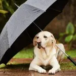 Prognoza meteo pentru 24 august: Vreme mai răcoroasă, după zilele caniculare