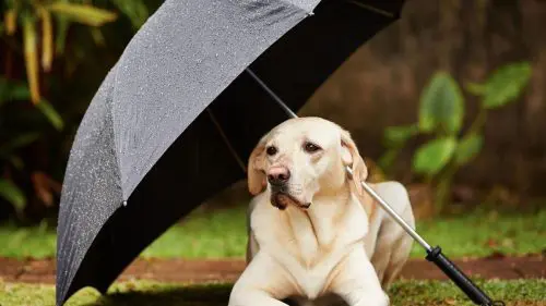 Prognoza meteo pentru 24 august: Vreme mai răcoroasă, după zilele caniculare