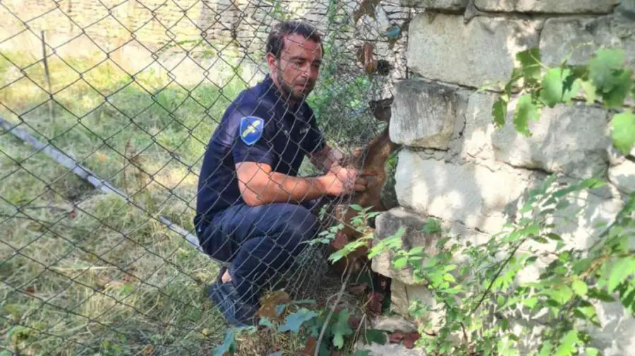 FOTO, VIDEO O căprioară speriată a fost găsită într-o gospodărie. A fost salvată și eliberată în natură
