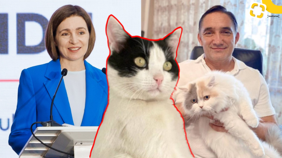 FOTO Pauză pe alegeri, are loc „războiul pisicilor”! Și Maia Sandu s-a alăturat trendului de pe rețelele sociale