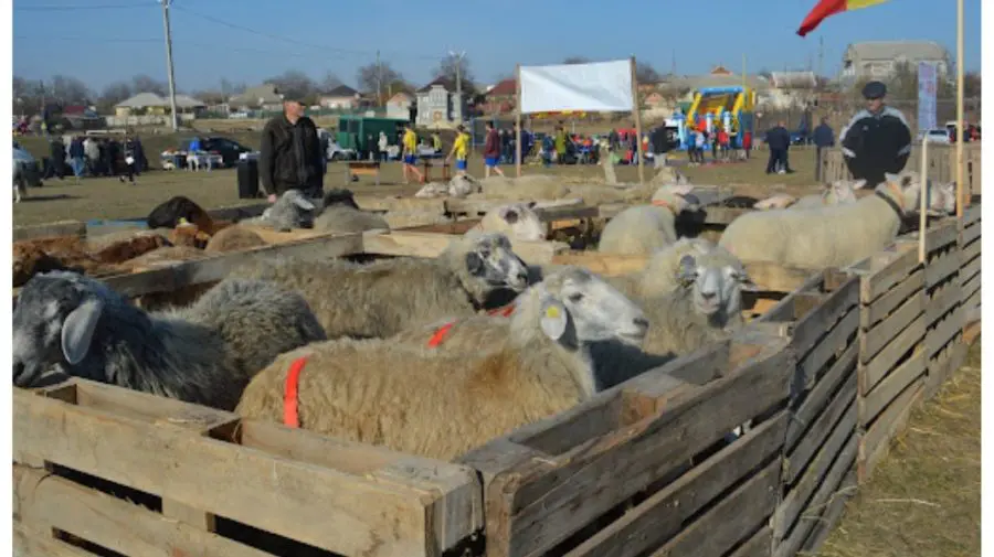Crescătorii de oi și capre au depus cereri pentru subvenții în sumă de 52 milioane lei