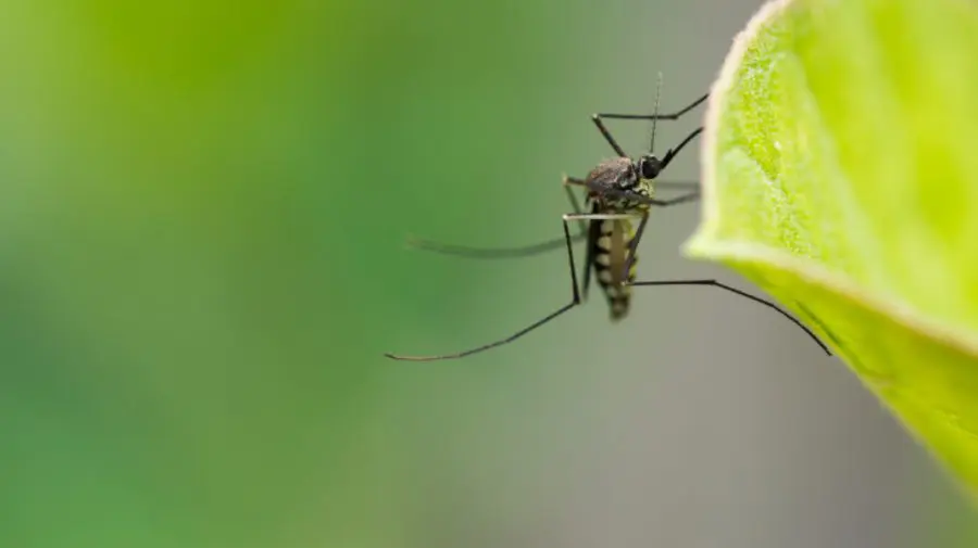 Număr record de cazuri de boli transmise de ţânţari în Europa. Care sunt țările cele mai afectate