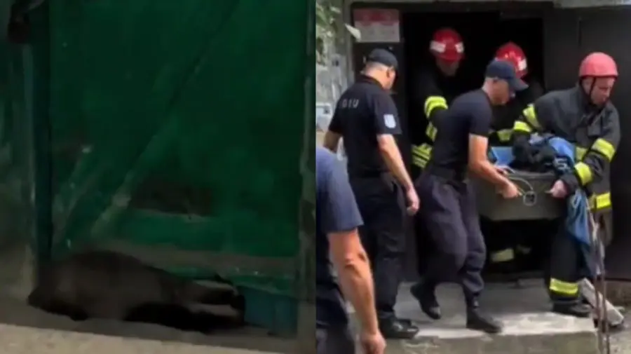 VIDEO Intervenție inedită în nordul țării. Un bursuc a fost prins în scara unui bloc de locuințe