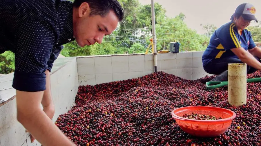Scumpiri pe piața cafelei și ceaiului din SUA: Tarifele lovesc importatorii și comercianții