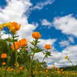 Prognoza meteo pentru 12 august: Cer variabil și temperaturi de până la 29 de grade