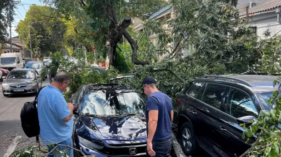 Un salcâm alb s-a prăbușit peste mai multe mașini parcate pe o stradă din capitală