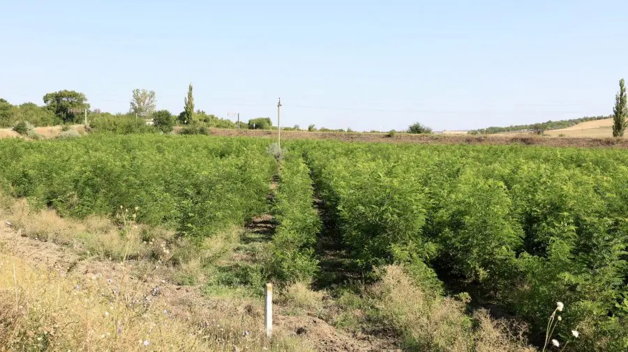 Cifre din sudul Moldovei: 170 de hectare de terenuri, împădurite în primăvară acestui an