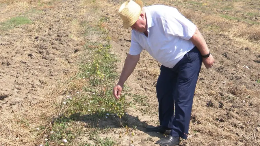 De ce s-au uscat puieții plantați la Mălăiești, raionul Orhei? Explicațiile unui expert