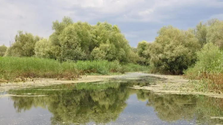 Pericol în lacurile din Chișinău: Apa este contaminată cu paraziți și bacterii