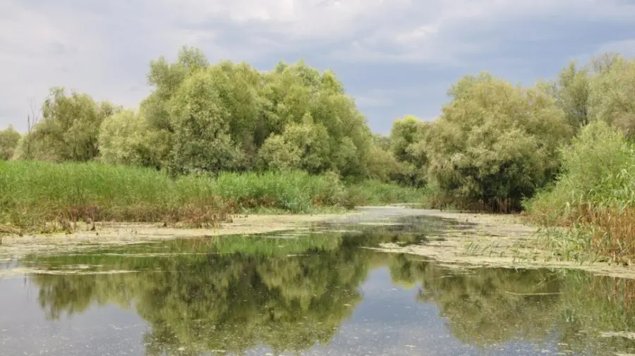 Pericol în lacurile din Chișinău: Apa este contaminată cu paraziți și bacterii