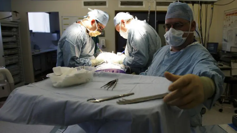 Studiu: Oamenii de știință au reușit să transplanteze un plămân de porc la om