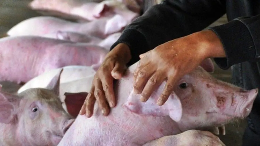 Trei focare de pestă porcină africană și două cazuri de rabie, confirmate în Republica Moldova