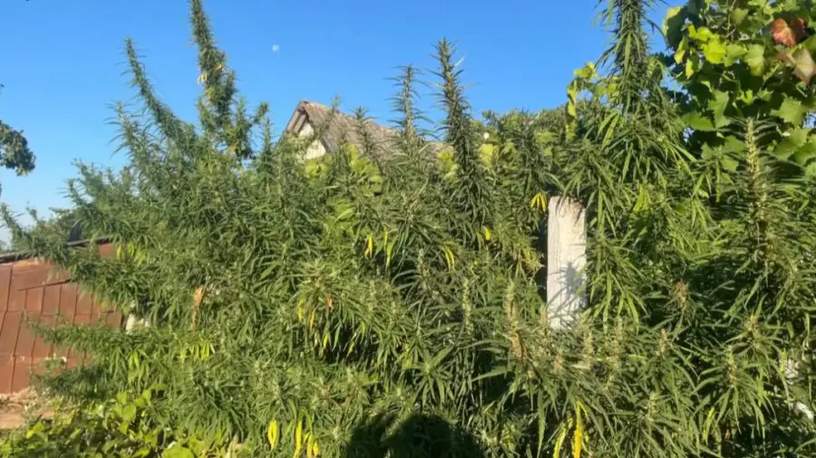 VIDEO Cultiva cânepă cu efect psihotrop chiar în propria gospodărie. Un bărbat, luat la ochi de polițiști