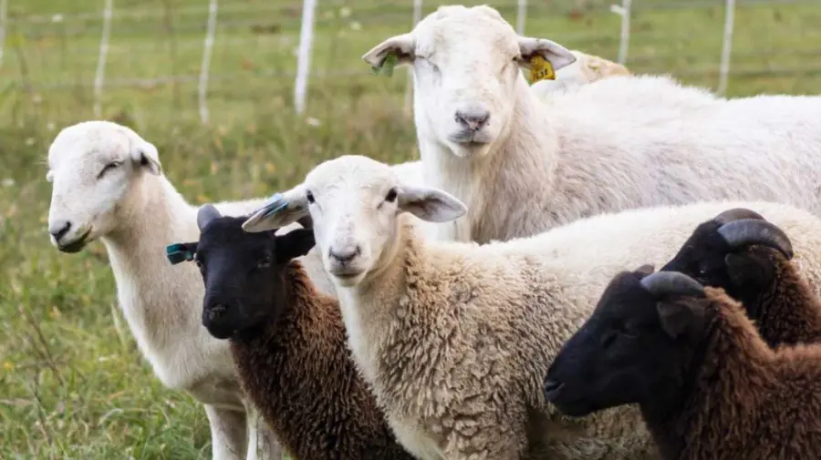 Grăbiți-vă! Doar azi mai pot fi depuse cererile pentru obținerea plăților per cap de animal