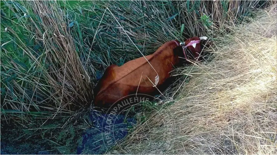 VIDEO Intervenție inedită: O vacă blocată în noroi, scoasă de salvatori dintr-un râu