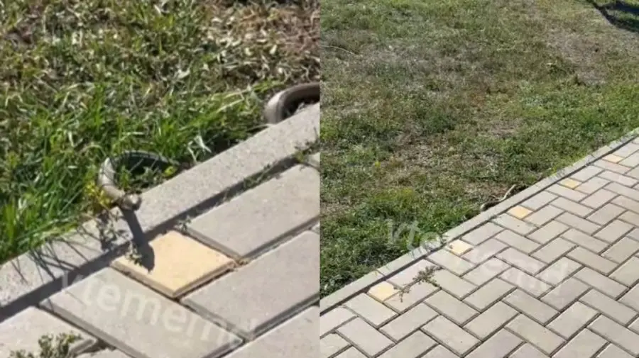 Surpriză neplăcută în parcul Dendrariu. A fost observat un șarpe care se „plimba” pe alee