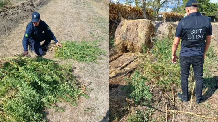 Pe terenul unei femei din Basarabeasca, polițiștii au găsit 100 de plante de cânepă